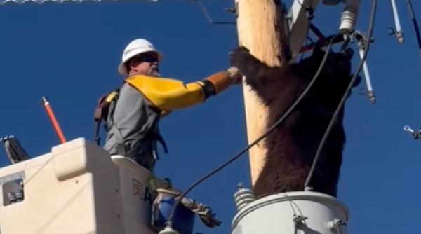 Cum a fost convins un urs să coboare de pe un stâlp de electricitate. Filmarea s-a viralizat pe rețelele sociale