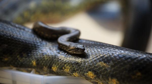 fosilele care rescriu istoria serpilor oasele de anaconda gasite in venezuela au fost datate la 12 4 milioane de ani