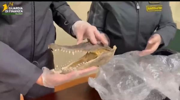 Un cap de crocodil a fost găsit într-o valiză, în aeroportul de la Palermo