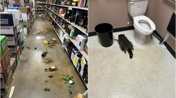 Un raton a intrat într-un magazin, a spart sticle cu băuturi alcoolice, apoi a adormit în toaletă: „S-a trezit din beție a doua zi” 