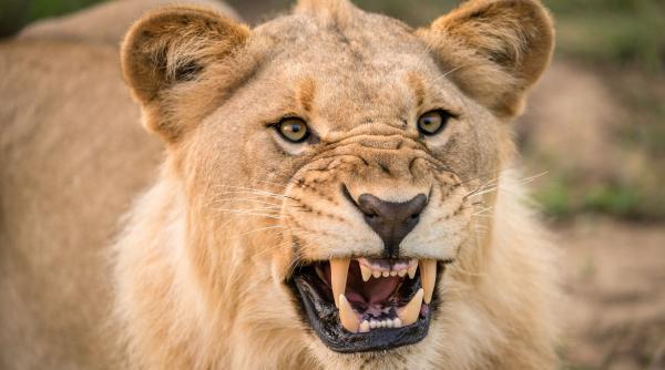 un baiat de 19 ani a fost ucis de o leoaica la gradina zoo din brazilia chiar sub ochii vizitatorilor