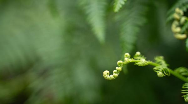 descoperire fara precedent o planta care creste cristale din metale rare