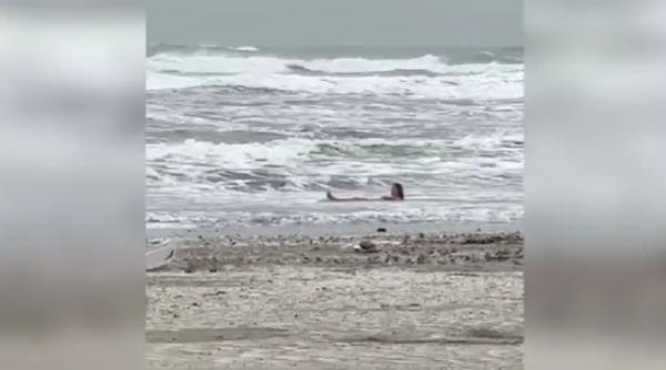 imagini surprinzatoare la mamaia o femeie se balaceste in mare si sta la plaja desi afara sunt doar 8 grade