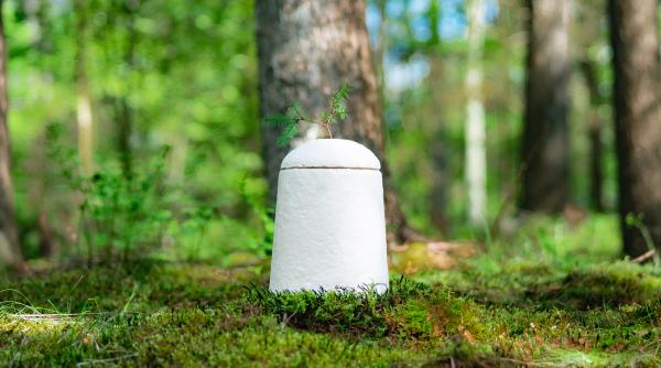 noua moda la inmormantari primul sicriu 100 diodegradabil din lume facut din ciuperci se cultiva in 7 zile si arata ca un cocon