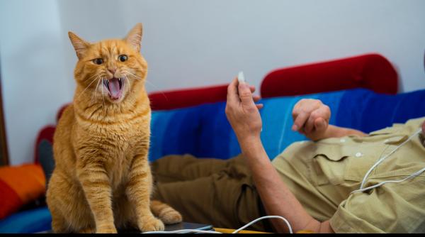 pisicile isi ajusteaza strategia de comunicare si miauna mai mult atunci cand saluta barbati