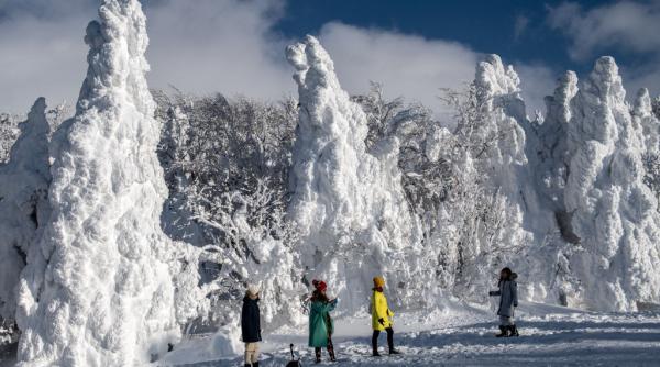 Poate Japonia să-și salveze celebrii "monştrii de zăpadă"? O minune naturală unică este pe cale de dispariţie