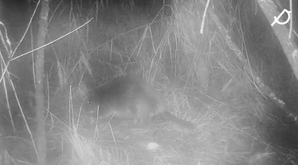 nimeni nu stie de unde a venit un animal vanat pana la extinctie a reaparut in anglia dupa 400 de ani