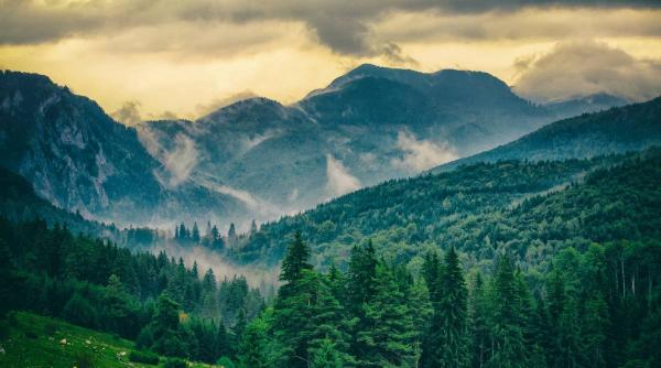 Noul Inventar Forestier Național: Pădurile din România au crescut cu 500.000 de hectare. Doar Elveția are un nivel similar