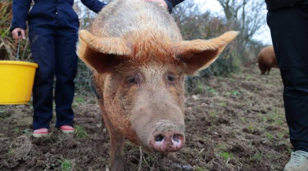 oficiali epidemia de pesta porcina africana din spania ar fi putut proveni dintr un laborator de cercetare