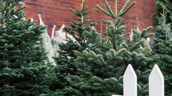 craciun mai scump unii brazi costa cat masa de sarbatori nu am cumparat vreau sa mai scada preturile