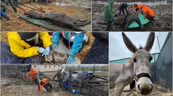 „Iadul animalelor de la Nuci”: Cai, ponei și câini au fost găsiți aproape morți de foame, în noroi până la genunchi. Cum îi poți ajuta