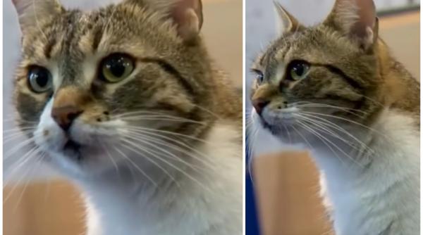 jessy va ramane la primaria sector 6 ciprian ciucu o lasa acolo pentru ca nu e bine pentru pisici sa schimbe casa