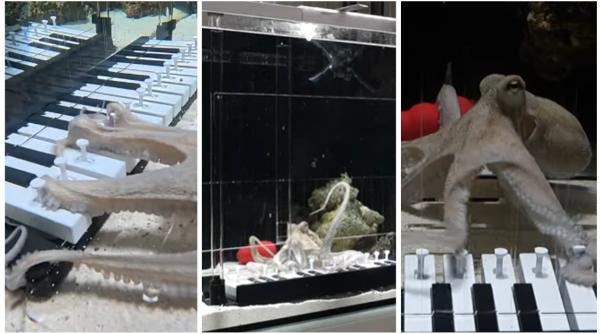 cel mai mare pianist pe care marea l a cunoscut vreodata un muzician a invatat o caracatita sa cante la pian a durat 6 luni