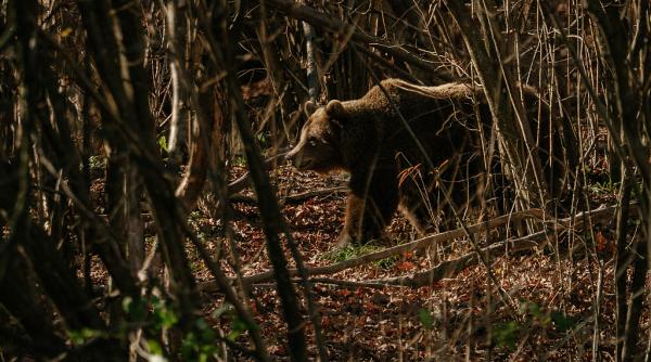 diana buzoianu a anuntat ca romania are cei mai multi ursi din europa intre 10 600 si 12 700 de exemplare