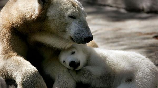 ursii polari isi rescriu adn ul ca sa supravietuiasca incalzirii globale descoperire spectaculoasa in groenlanda