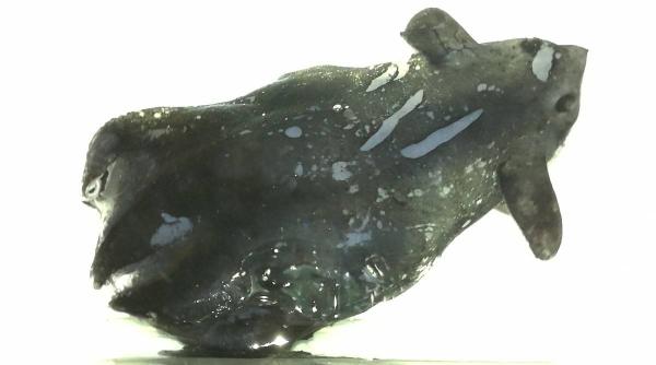 mereu pare sa ascunda secrete calamarul vampir fosila vie cu un genom de patru ori mai mare decat al omului