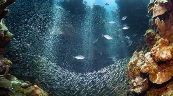 Specii marine necunoscute descoperite la 4.000 de metri adâncime în Pacific