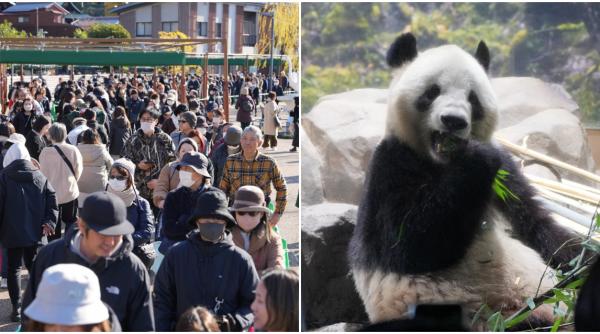 din ianuarie japonia va ramane fara ursi panda sunt cozi uriase in tokyo oamenii vin sa i vada ultima oara pe xiao xiao si lei lei