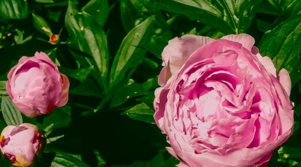 bujori spectaculosi pentru gradina ta planteo