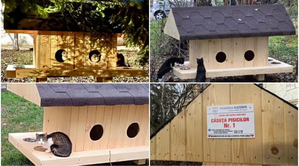 in suceava primaria a facut casute pentru pisicile fara adapost iar oamenii au pus paturi si hrana primele pisici s au cazat deja