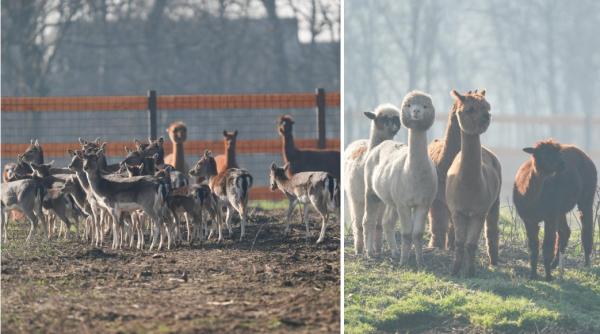 in parcul romanescu din craiova a fost inaugurata valea ciutelor zona dedicata caprioarelor si alpaca vizitatorii pot hrani animalele