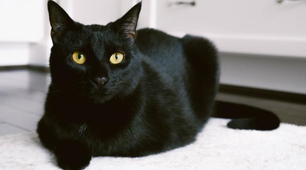 o pisica ar putea decide soarta postului public de radioteleviziune din lituania la primul miau directoarea va fi demisa