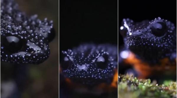 "Broaște galactice" au dispărut din pădurea tropicală, după ce fotografii le-au urmărit prea insistent. "M-am îndrăgostit de ele"