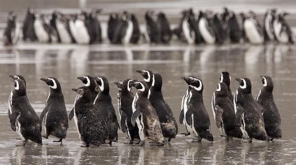 Pinguinii din Patagonia au ajuns „gustări” pentru un prădător neașteptat. Ce au arătat imaginile strânse în patru ani