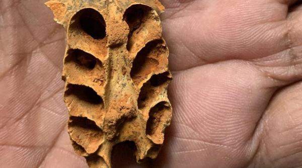 o fosila in interiorul unei fosile cercetatorii au gasit cuiburi de albine antice in oasele fosilizate dintr o pestera din caraibe