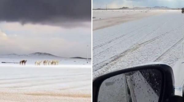 peisaj de iarna istoric in arabia saudita a nins in desert pentru prima data in ultimii 30 de ani localnicii s au dat cu sania