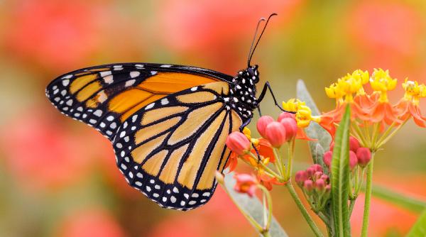 cum reuseste fluturele monarh sa navigheze mii de kilometri oamenii de stiinta cauta raspunsul in creierul lui
