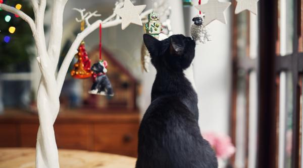 un adevarat miracol de craciun o pisica neagra disparuta de mai bine de cinci ani in anglia s a intors acasa