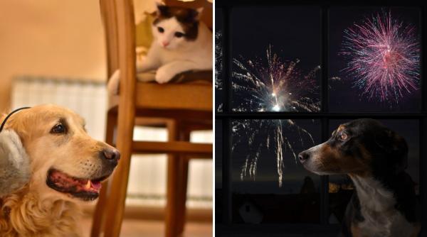 avertisment pentru stapanii de animale cum ne protejam cainii si pisicile de zgomotul petardelor si al artificiilor de sarbatori