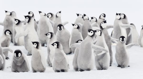 somn de doar patru secunde si dormit in zbor metodele extreme prin care animalele se odihnesc ca sa supravietuiasca