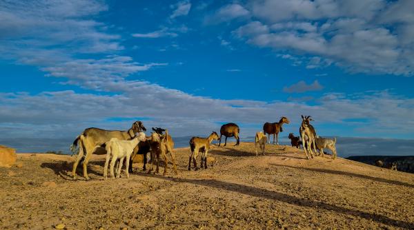 caprele lasate de europeni pe o insula din brazilia care au trait izolate timp de 200 de ani au devenit subiectul unor studii