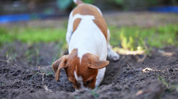 un caine curios a facut o descoperire uluitoare dupa ce a inceput sa sape o gaura in pamant