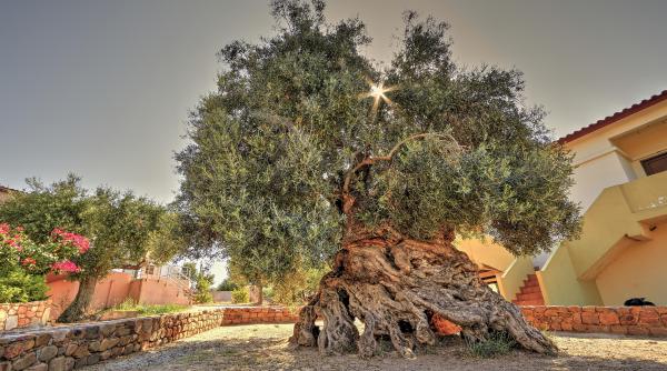 intr un sat linistit din creta un maslin cu o vechime cuprinsa intre 2 000 si 4 000 de ani continua sa produca frunze noi si masline