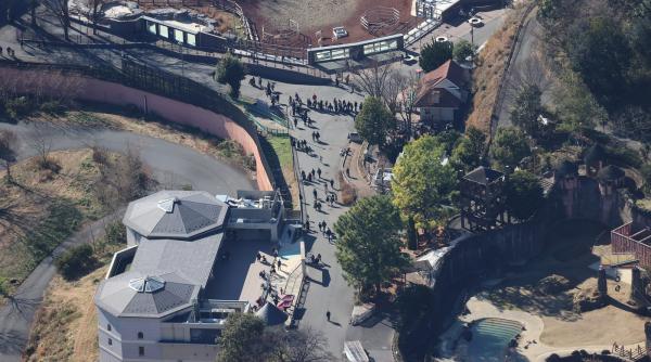 panica la un zoo din tokyo vizitatorii si au cautat disperati adaposturi dupa ce un lup cenusiu a evadat din tarc