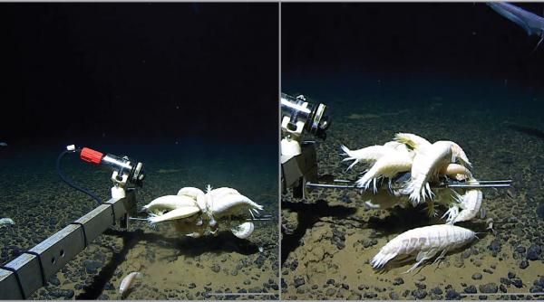 surpriza din adancurile oceanului alicella gigantea monstrul despre care credeam ca e rar este de fapt peste tot