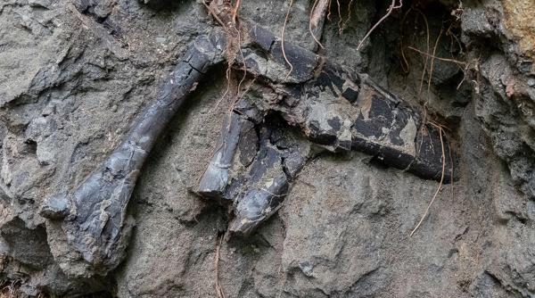 descoperire paleontologica majora in romania fosile de dinozauri suprapuse au fost gasite in bazinul hateg din transilvania