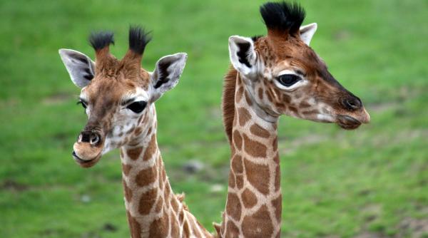 misterul girafelor disparute de la zoo se ofera recompensa de 50 000 euro pentru gasirea lor dar unii spun ca ele nu exista