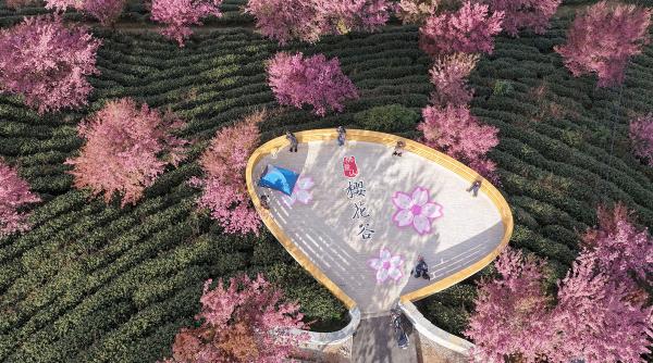 Cireși înfloriți iarna, în China. Imagini din dronă arată „primăvara de decembrie” pe Muntele Wuliang: Cum se explică fenomenul inedit