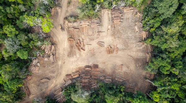 amazonul se indreapta spre o stare hipertropicala nemaiintalnita de milioane de ani padurea ar putea deveni producatoare de carbon