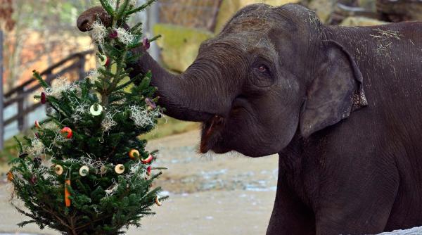 capitala din ue unde brazii nevanduti de craciun ajung desert pentru animale la gradina zoologica din oras unii sunt impodobiti