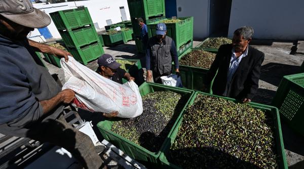 productia de ulei de masline a tunisiei o va depasi pe cea a italiei dupa recolta bogata asteptata in 2026