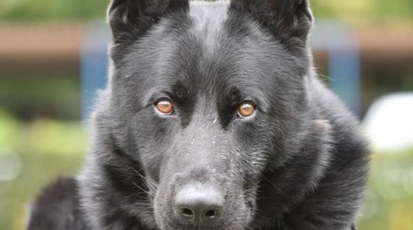 a murit suier unul dintre cei mai respectati caini politisti din romania