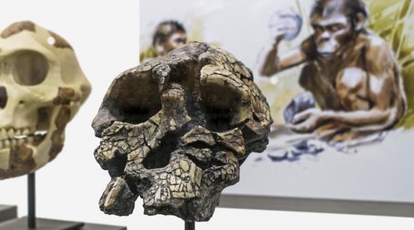 analiza unor oase de acum 7 milioane de ani ar putea indica cel mai vechi stramos al omului modern dar dovezile nu ii conving pe toti