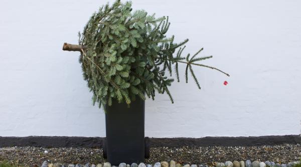 primaria sectorului 5 incepe colectarea gratuita a brazilor de craciun