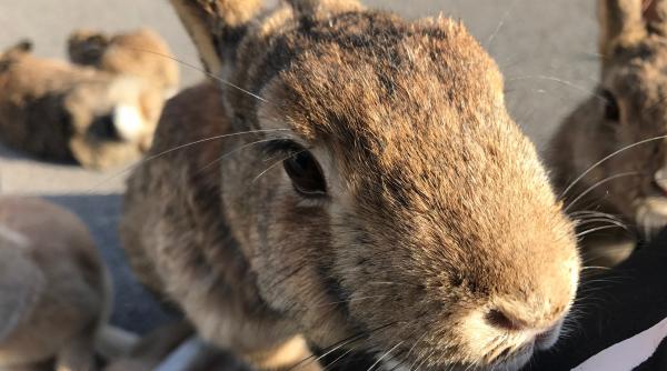 un loc al intunericului si al luminii cum a ajuns o insula nelocuita din japonia un paradis al iepurilor
