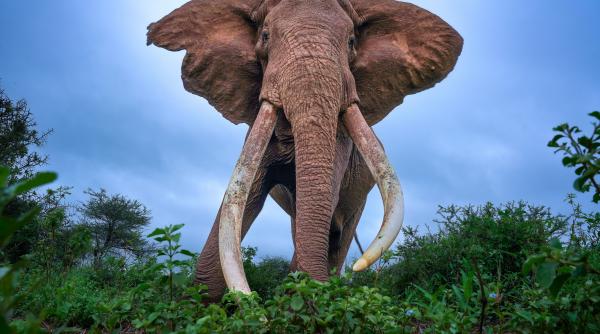 „A fost unul dintre ultimii super tuskers rămași în Africa”. Craig, elefantul-ambasador al berii, a murit. Avea 54 de ani